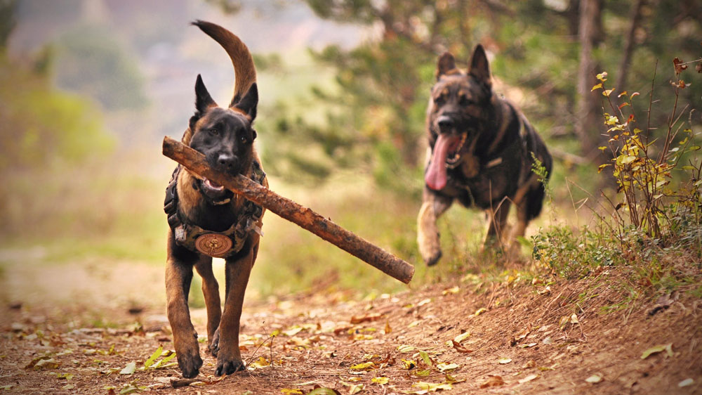 Parcs Canins